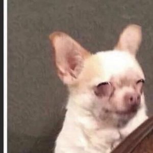 Meet your Posher, Angel